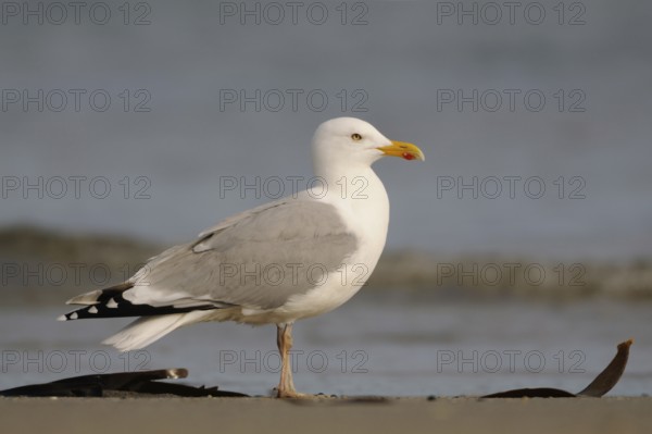 Ubiquitous... Herring gull (Larus argentatus), most common large gull in Northern and Western Europe, generally known large gull with strong yellow beak, yellow eyes and pink feet, mainly found on the coast, also on the North Sea and Baltic Sea, native nature, Mecklenburg-Western Pomerania, Germany, Western Europe