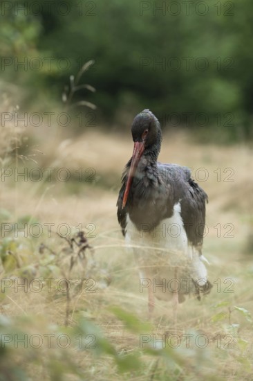 Foraging for food... Black stork (Ciconia nigra), also known as Wood Stork, foraging in a clearing in the forest, predominantly black stork with a white belly, lives shy and reclusive in large forests, endangered by the expansion of wind power, among other things, native nature, North Rhine-Westphalia, Germany, Western Europe