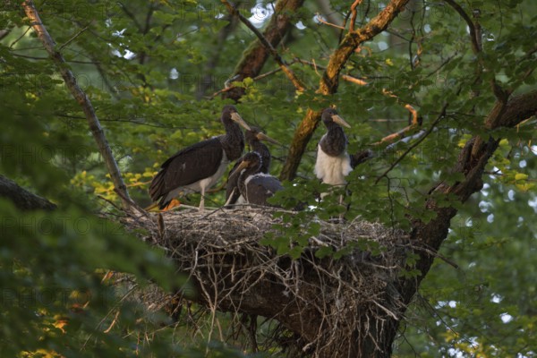 High up in the crown of an old beech tree... Black stork (Ciconia nigra), Wood Stork, well-hidden eyrie, large nest with four almost fledged young birds in the evening light, native nature, North Rhine-Westphalia, Germany, Western Europe
