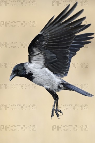 On the approach... Hooded Crow (Corvus cornix) in flight, flying, unmistakable raven bird due to its grey-black colouring, closely related to the Raven, occurrence mainly in eastern Germany, native birdlife, wildlife, nature, Mecklenburg-Western Pomerania, Germany, Western Europe
