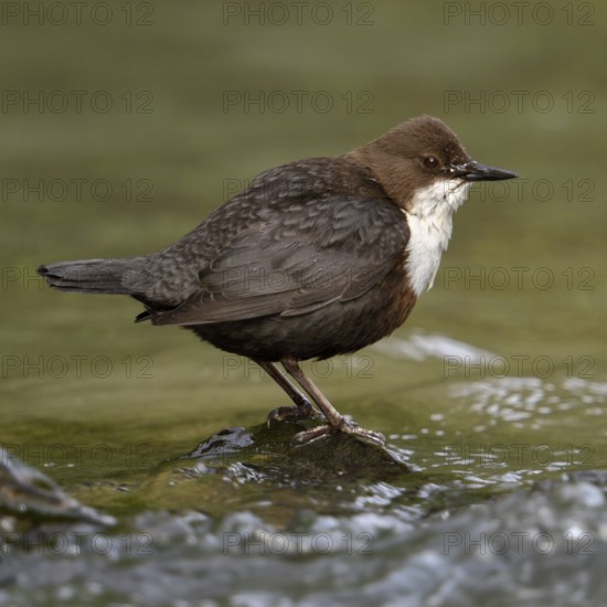 White-throated Dipper (Cinclus cinclus) standing on a stone in the middle of a river, torrent, stream, side view, impressive bird species, bound to flowing, clean water, in typical habitat, wildlife, native nature, Sauerland, Bergisches Land, North Rhine-Westphalia, Germany, Western Europe
