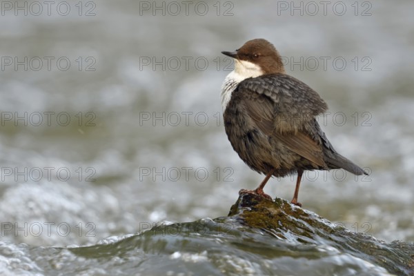 Fluffed up... White-throated Dipper (Cinclus cinclus) sitting in typical manner on a small stone washed over by water in the middle of a raging river, torrent, remarkable, unusual native bird, bound to water, in typical habitat, wildlife, native nature, Sauerland, Bergisches Land, North Rhine-Westphalia, Germany, Western Europe