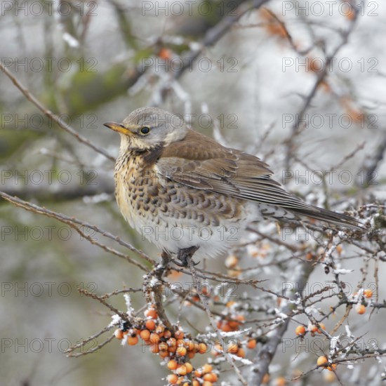 In the berry bush... Juniper thrush (Turdus pilaris) sits in winter with fluffed up plumage and a little snow at the edge of a path in a bush with vitamin-rich orange berries, sea buckthorn bush, typical winter picture, native nature, North Holland, Netherlands, Western Europe