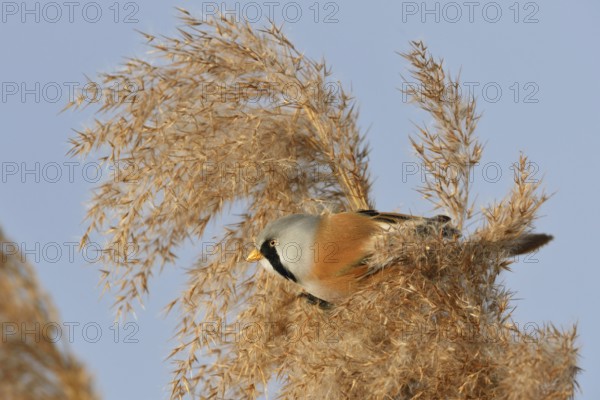 Male bearded tit, bearded tit cock in the reeds... Bearded Tit (Panurus biarmicus), adult male in splendid plumage, summer dress, sits in the tips of reed grass in the clearest weather, side view, well camouflaged despite striking plumage colouring, adapted to the environment, native but rare bird species in Germany, typical reed inhabitant, wildlife, native nature, Federsee lake, Baden-WÃ¼rttemberg, Germany, Western Europe