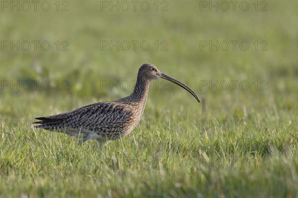 Long, downward curved bill... Eurasian curlew (Numenius arquata), highly endangered meadow limnicole, wading bird foraging in a wet meadow, native nature, Lower Rhine, North Rhine-Westphalia, Germany, Western Europe