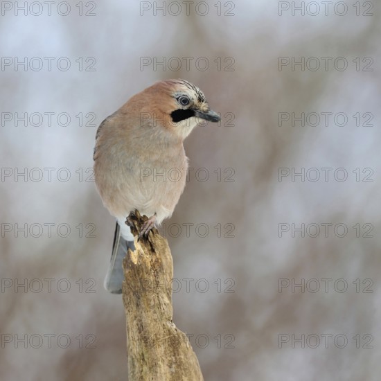 On top... Eurasian Jay (Garrulus glandarius), adult bird, sitting exposed on the top of an old rotten tree, looking around attentively, looking for an overview, guardian of the forest, soft light, soft colours, wildlife, native nature, Lower Rhine, Rhineland, North Rhine-Westphalia, Germany, Western Europe