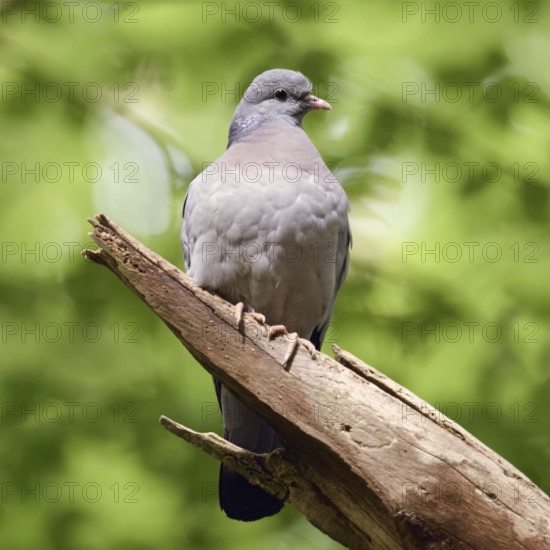 Under a green canopy... Stock Dove (Columba oenas) in the forest, the only native wild pigeon that breeds in caves, cave breeder, formerly a typical forest bird, but increasingly observed in open country, also breeds in nesting boxes, resembles the city pigeon, but has dark beady eyes and no white in its plumage, rather rare pigeon species, native nature, Lower Rhine, Rhine district of Neuss, North Rhine-Westphalia, Germany, Western Europe