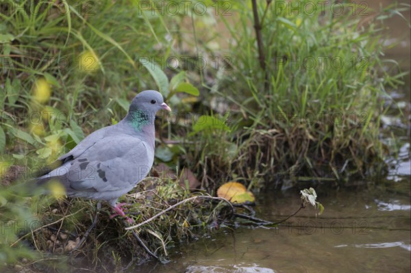 At the water... Stock Dove (Columba oenas), thirsty wild pigeon at a small, natural stream, comes to drink, very beautiful to look at, resembles the city pigeon, but has dark beady eyes and no white in the plumage, rather rare pigeon species, cave breeder, native nature, Lower Rhine, Rhine district Neuss, North Rhine-Westphalia, Germany, Western Europe