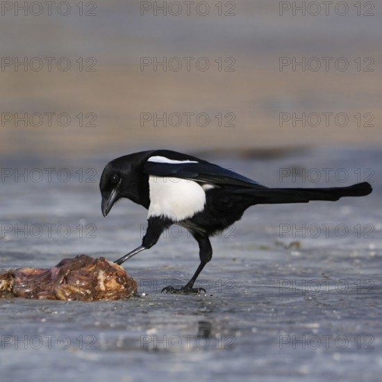 Guardian of nature... Magpie (Pica pica) has found food, carrion, probably entrails, on a frozen lake, which it examines with curiosity and interest but cautiously, native nature, Mecklenburg-Western Pomerania, Germany, Western Europe
