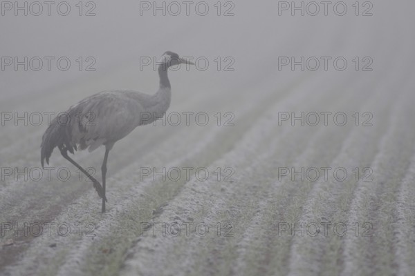 Dense fog over the fields... Common crane (Grus grus) resting in a field during crane migration in autumn, looking for food, typical autumn picture, native nature, Lower Saxony, Germany, Western Europe