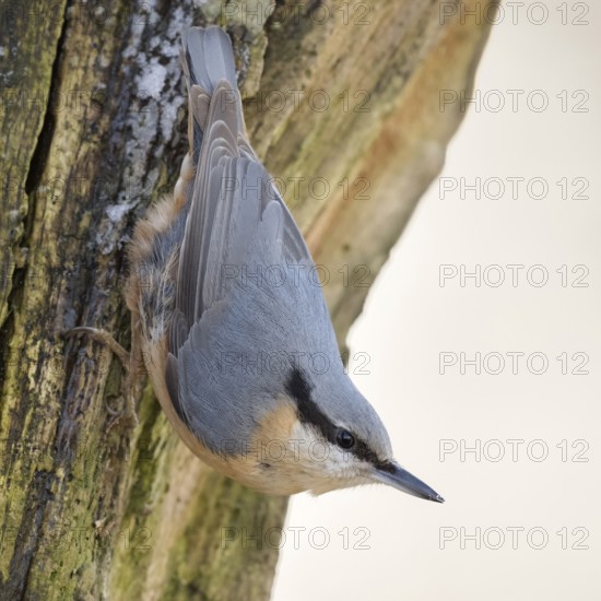 Head over heels... European nuthatch (Sitta europaea) in winter, secures the environment, native songbird that stays with us all year round, can often be observed at bird feeders in winter, can also climb down tree trunks, typical posture, resident bird, stays with us all year round, native nature, Meerbusch, Rhineland, Lower Rhine, North Rhine-Westphalia, Germany, Western Europe