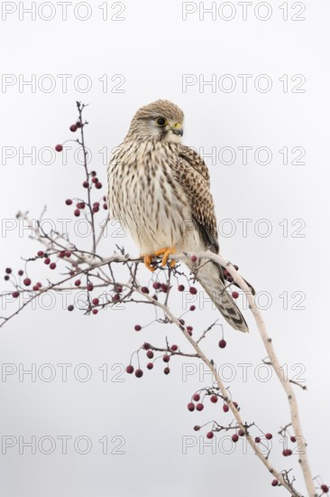 In winter... Kestrel (Falco tinnunculus), female falcon, adult bird, sitting high up on a bush with red berries, looking out, typical behaviour, widespread, common, relatively small native bird of prey, bright, friendly picture, beautiful winter picture, wildlife, native nature, Meerbusch, Rhineland, Lower Rhine, North Rhine-Westphalia, Germany, Western Europe