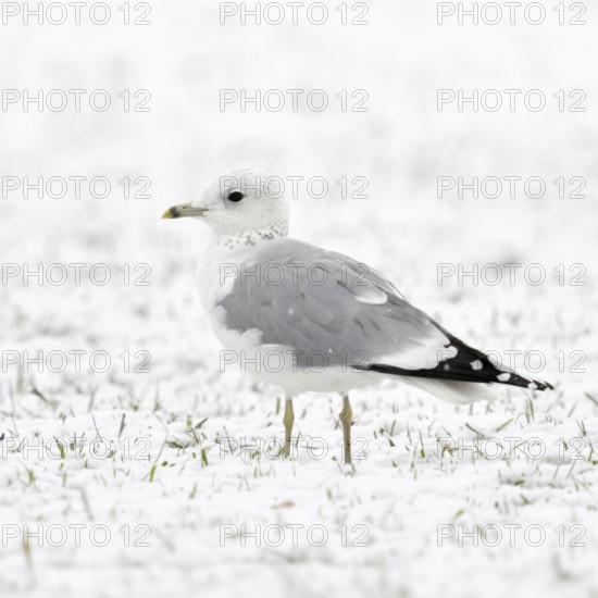 Mew Gull (Larus canus) in winter inland, sitting, resting on snow-covered farmland, white bird on white background, probably young bird in second winter, native nature, Lower Rhine, Rhineland, North Rhine-Westphalia, Germany, Western Europe