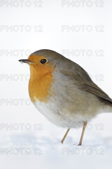 Robin (Erithacus rubecula) in white snow, standing, sitting on the ground in winter, plumage thickly fluffed up up, protects itself from the cold, cold winter, native wildlife, popular, common songbird, detailed, close-up, cropping, native nature, Meerbusch, Lower Rhine, Rhineland, North Rhine-Westphalia, Germany, Western Europe