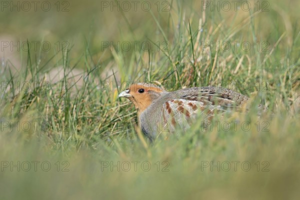 Secretly... Grey partridge (Perdix perdix) huddles in the grass, seeks shelter, field fowl endangered by habitat loss, meadow bird, threatened almost everywhere, formerly very common, wildlife, native nature, Lower Rhine, Rhineland, North Rhine-Westphalia, Germany, Western Europe