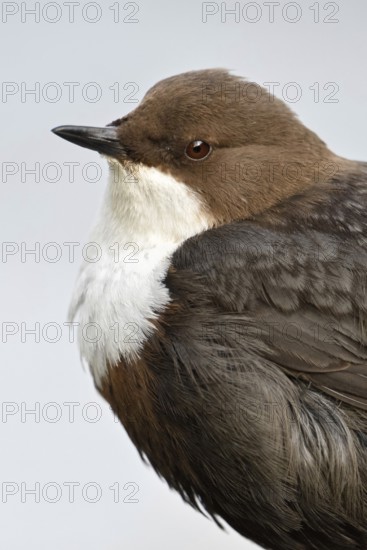 At the close-up limit... White-throated Dipper (Cinclus cinclus) in portrait, detailed close-up, head portrait, beautiful view, series native birds, in typical habitat, wildlife, native nature, Sauerland, Bergisches Land, North Rhine-Westphalia, Germany, Western Europe