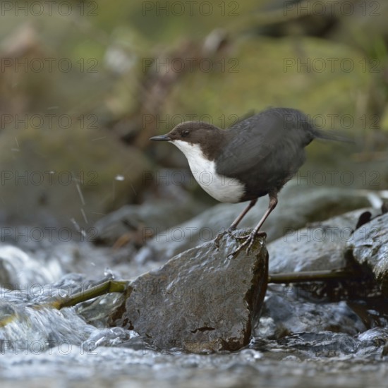 Feather care... White-throated Dipper (Cinclus cinclus) standing on a stone on the bank at the edge of a fast-flowing torrent, small river, typical habitat, shaking out plumage, wildlife, native nature, Sauerland, Bergisches Land, North Rhine-Westphalia, Germany, Western Europe