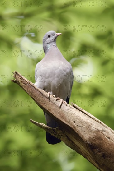 Under a green canopy... Stock Dove (Columba oenas) in the forest, the only native wild pigeon that breeds in caves, cave breeder, formerly a typical forest bird, but increasingly observed in open country, also breeds in nesting boxes, resembles the city pigeon, but has dark beady eyes and no white in its plumage, rather rare pigeon species, native nature, Lower Rhine, Rhine district of Neuss, North Rhine-Westphalia, Germany, Western Europe
