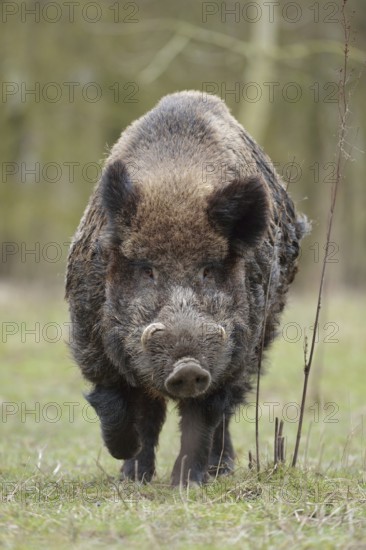 The last picture... Wild boar (Sus scrofa), encounter with a male wild boar, impressively powerful boar with huge tusks, deep perspective creates tension, direct eye contact, running towards the camera, dangerous encounter, dynamic, action-packed frontal shot, Netherlands, Western Europe