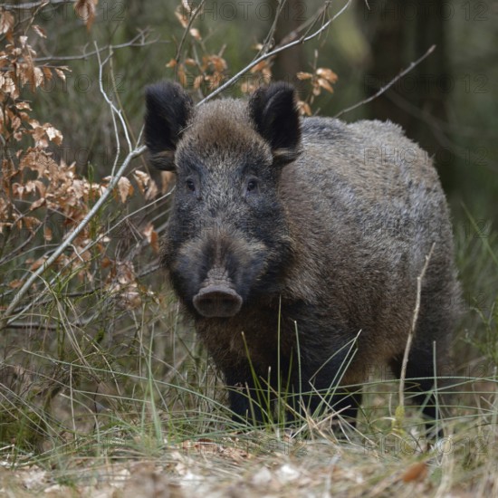 Encounter in the undergrowth... Wild boar (Sus scrofa), sow, wild boar, wild boar at the edge of the forest, looks attentively, direct eye contact, native nature, Sauerland, Bergisches Land, Germany, Western Europe