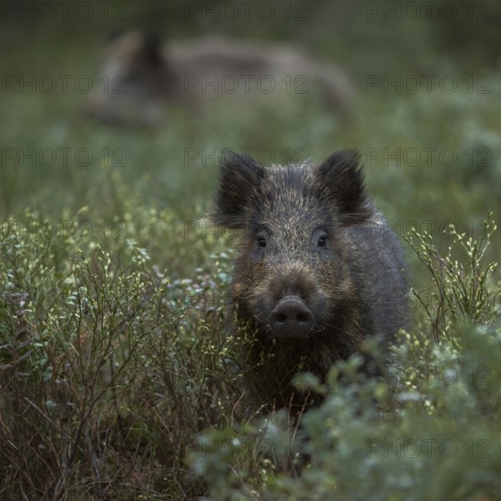 Curiosity... Wild boar (Sus scrofa), two young wild boars, overrunners in the undergrowth, direct view into the camera, typical, natural environment, funny picture, native nature, Sauerland, Bergisches Land, Germany, Western Europe