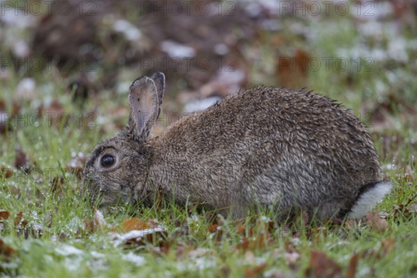 Foraging... Wild rabbit (Oryctolagus cuniculus), wild rabbit crouches with wet fur early in the morning between snow remains on an equally wet meadow, eats grass, lives through a difficult time in bad, wet and cold weather, late onset of winter, native nature, Meerbusch, Lower Rhine, Rhineland, North Rhine-Westphalia, Germany, Western Europe