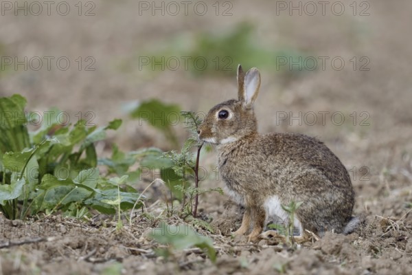 On an uncultivated field... Wild rabbit (Oryctolagus cuniculus) feeding on field herbs, typical situation, observation, native nature, Meerbusch, Lower Rhine, Rhineland, North Rhine-Westphalia, Germany, Western Europe