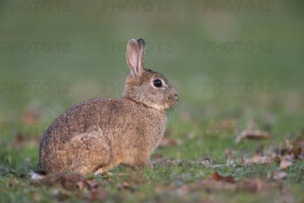 Active at dusk... Wild rabbit (Oryctolagus cuniculus) on a lawn covered with leaves, detailed picture, complete side view with all relevant features, typical situation, observation, native nature, Meerbusch, Lower Rhine, Rhineland, North Rhine-Westphalia, Germany, Western Europe