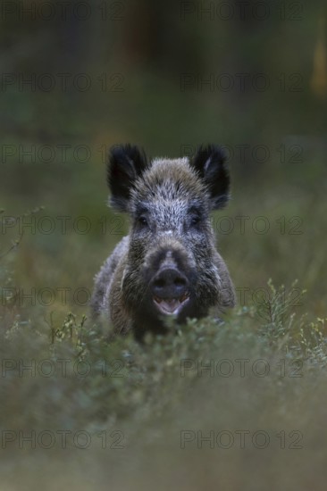 Surprise... Wild boar (Sus scrofa) in the forest, wild sow looks up surprised from the undergrowth, is eating, direct eye contact, frontal shot, funny picture, native nature, Sauerland, Bergisches Land, Germany, Western Europe