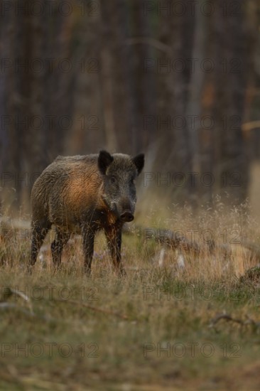 Careful... Wild boar (Sus scrofa), wild boar in summer, short-haired summer coat, summer rind, standing surprised in the undergrowth of an open forest in the last, warm light of day, native nature, Lower Rhine, North Rhine-Westphalia, Germany, Western Europe