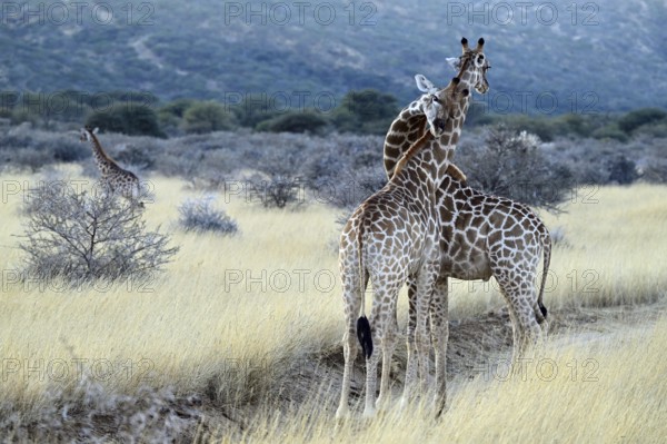 Two young giraffes (Giraffa camelopardalis giraffa) playing in the early morning light, Namibia