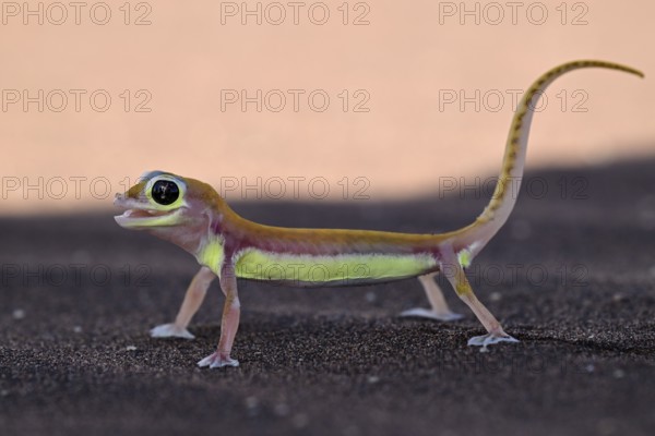 Palmato gecko (Pachydactylus rangei), Namib Desert, Namibia