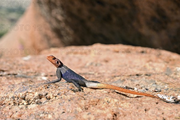 Rock agama (Agama planiceps), Namibia