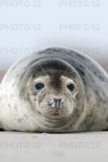 On the beach... Harbour seal (Phoca vitulina) resting in the sand of the North Sea on the Heligoland dune, species threatened by environmental destruction, wildlife, native nature Heligoland, dune, North Sea coast, Schleswig-Holstein, Germany, Western Europe