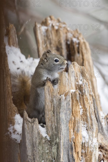 Sneezy... American red squirrel (Tamiasciurus hudsonicus), crouching in an old, broken tree stump in winter, seeking shelter from snow, ice and cold, looking out, observing the bad, uncomfortable weather, cute, funny picture, Yellowstone, Wyoming, North America, United States of America
