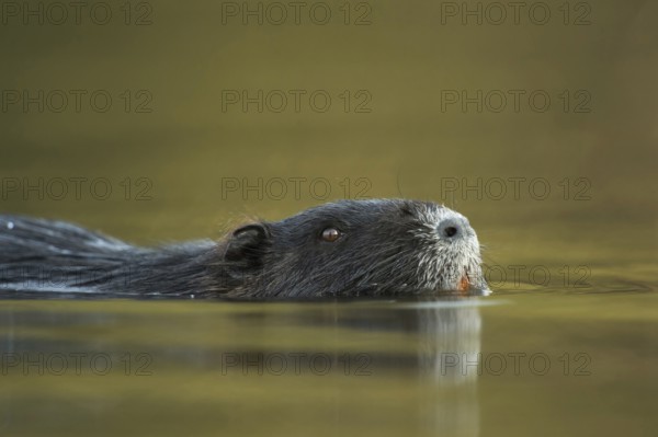Adult animal... Nutria (Myocastor coypus) swimming through a body of water, detailed close-up, head portrait, invasive, in many places undesirable species native to North America, here neozoon, neozoan, invasive species, native nature, Meerbusch, Lower Rhine, Rhineland, North Rhine-Westphalia, Germany, Western Europe