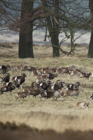 European mouflon (Ovis orientalis musimon), mouflon, mouflons, wild sheep, large herd, running, fleeing over open country, wide grasslands, typical habitat, Veluwe, Netherlands, Western Europe