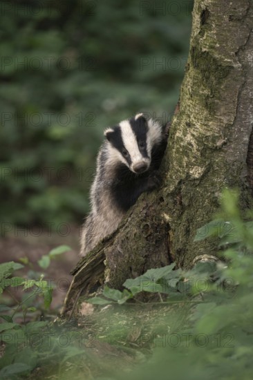 Curious game of hide and seek... European badger (Meles meles), young badger looks curiously out from behind a tree, badgers have very poor eyesight, but they smell all the better, as martens they are among the predators in our native forests, wildlife, native nature, Meerbusch, Lower Rhine, Rhineland, North Rhine-Westphalia, Germany, Western Europe