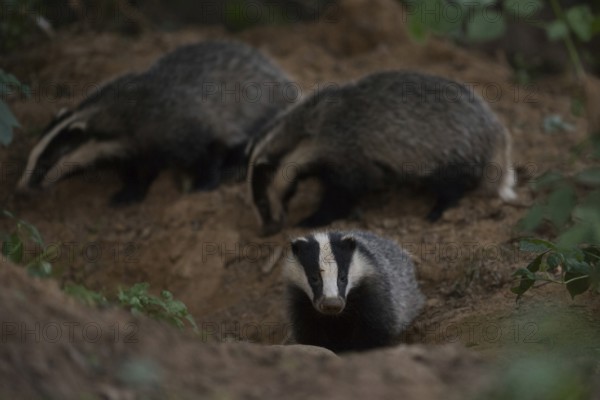 High activity at the badger's den... European badger (Meles meles), young badgers in the late evening around their castle, at the badger burrow, badgers, as martens, are among the predators in our native forests, native nature, wildlife, Meerbusch, Lower Rhine, Rhineland, North Rhine-Westphalia, Germany, Western Europe