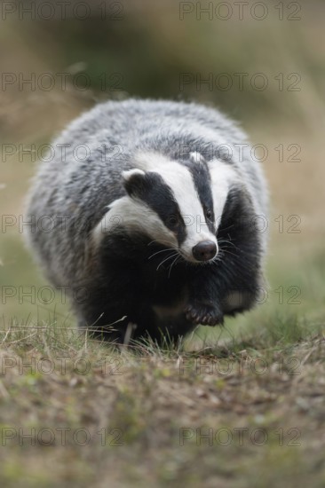 Quite cosy... European badger (Meles meles), strong adult animal, runs straight towards the camera on a badger path, frontal shot, funny picture from an appealingly low perspective, as martens they are considered predators, native nature, Meerbusch, Lower Rhine, Rhineland, North Rhine-Westphalia, Germany, Western Europe