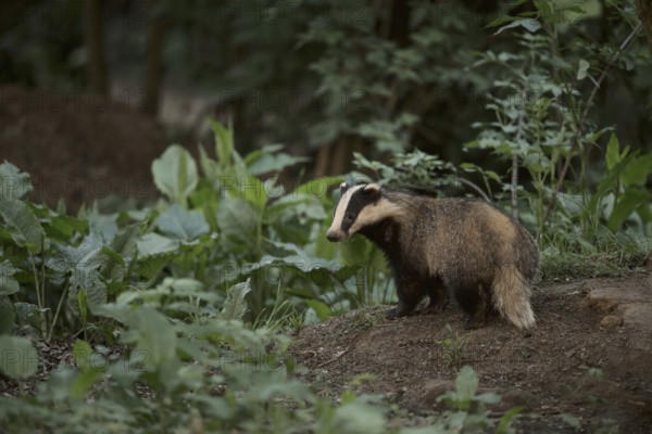European badger (Meles meles), young badger in the late evening around its castle in the forest, at the edge of the forest, at the badger's den, badgers, as martens, are among the predators in our native forests, native nature, wildlife, Meerbusch, Lower Rhine, Rhineland, North Rhine-Westphalia, Germany, Western Europe