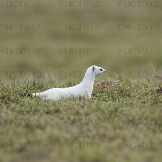 On the hunt... Ermine (Mustela erminea), large weasel in white winter fur hunting in a pasture, meadow in the Sauerland, native nature, Balve, North Rhine-Westphalia, Germany, Western Europe
