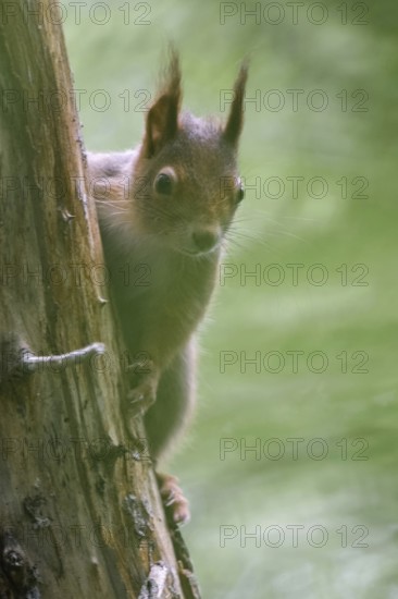 Secretive forest dweller... Squirrel (Sciurus vulgaris) in the forest, looks hidden behind a tree, squirrels are normally quite shy, but can also become trusting or even cheeky in parks, slightly misty, mysterious picture that does justice to the secretive way of life of the squirrel, native nature, Meerbusch, Rhineland, North Rhine-Westphalia, Germany, Western Europe
