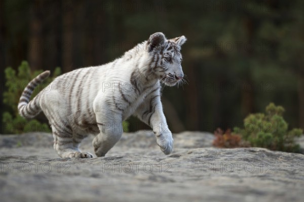 Impressive... Royal Bengal tiger (Panthera tigris tigris), Indian tiger, still quite young, white animal, big cat with impressive huge paws and beautiful fur pattern runs over a rock in the forest, full of joie de vivre, courage to face life