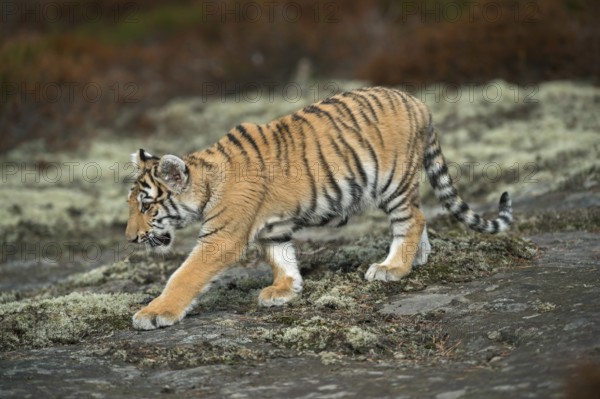 Royal Bengal tiger (Panthera tigris tigris), Indian tiger, impressive big cat, beautiful fur pattern, young in natural environment, runs across a rocky plateau in the forest