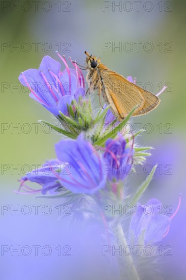 At the viper's bugloss... Essex skipper (Thymelicus lineola), summery, natural, detailed picture of a special butterfly species, bright, fresh colours, native nature, Hesse, Germany, Western Europe