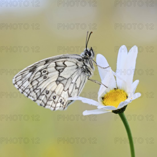Chequerboard butterfly (Melanargia galathea), male, sitting on a daisy (Oxeye daisy) in summer, easy to distinguish from other butterfly species even for laymen by the chequerboard-like wing pattern, relatively common butterfly, native nature, Eifel, North Rhine-Westphalia, Germany, Western Europe