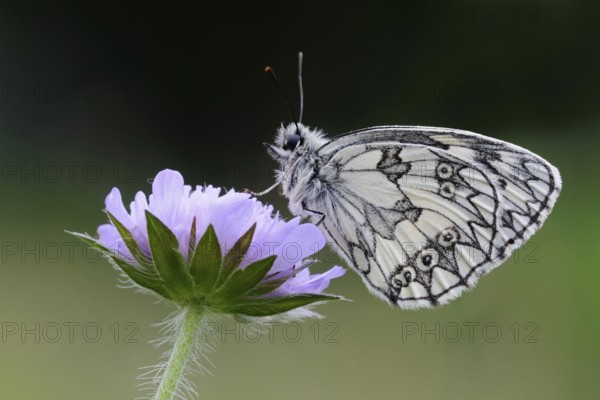 Native butterfly... Checkerspot butterfly (Melanargia galathea), easy to distinguish from other butterfly species by the checkerboard wing pattern, relatively common butterfly, typical in summer, native nature, Eifel, North Rhine-Westphalia, Germany, Western Europe