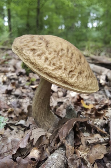 Mushroom time in the forest... Boletus (edible mushroom), mushrooms in the Eifel, local nature, North Rhine-Westphalia, Germany, Western Europe