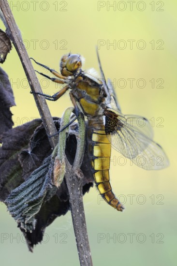 At rest... Flat-bellied dragonfly (Libellula depressa), yellow black dragonfly, detailed side view, native, widespread large dragonfly sitting, resting on a plant stem, detailed macro shot in best light, clear, bright colours, native nature, Meerbusch, Lower Rhine, Rhineland, North Rhine-Westphalia, Germany, Western Europe